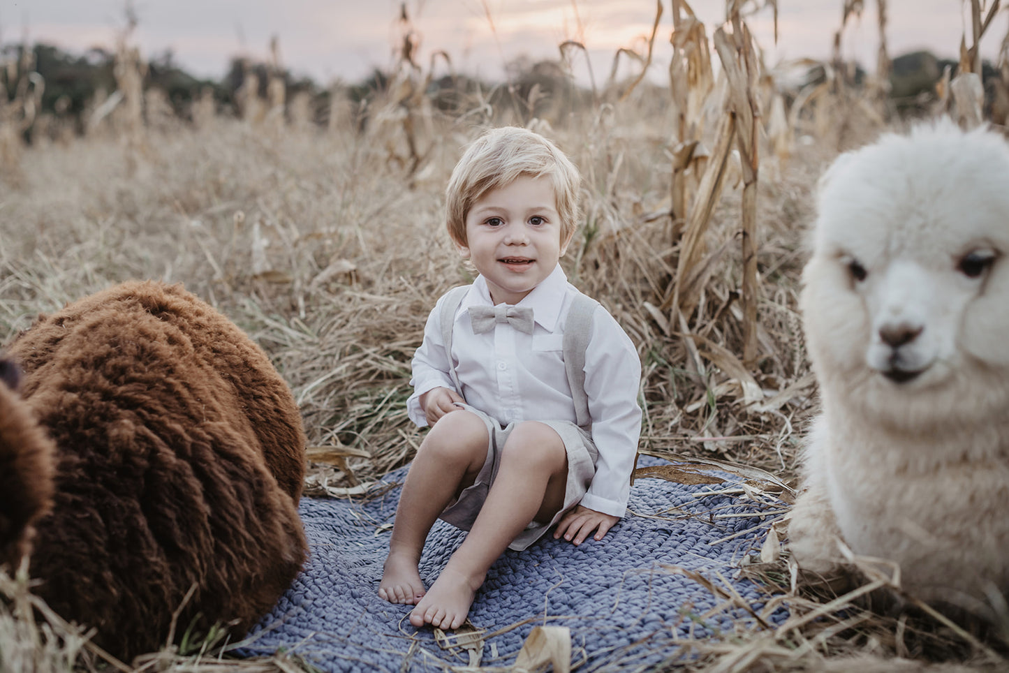 Mr. Teddy Fox - Stone Suit (7 working days lead time)